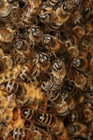 Gedränge im Volk der Honigbienen